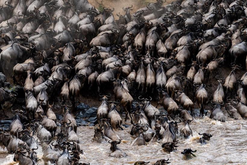 Великая Миграция в Африке